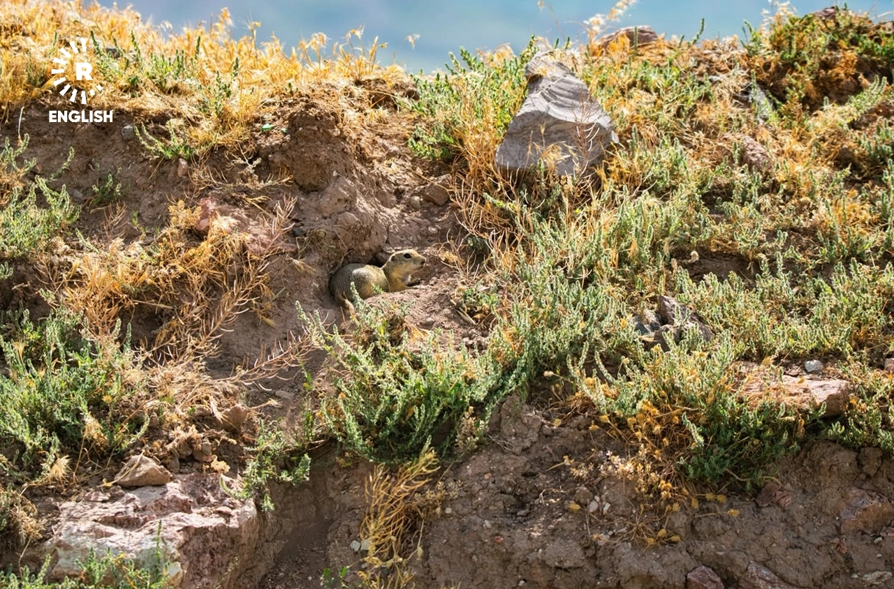 سروشتی کوردستان