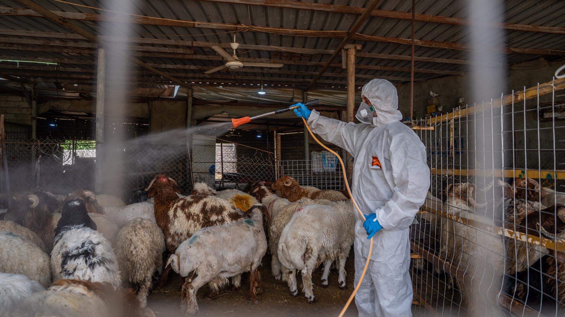 گوتەبێژی ئەنجوومەنی پارێزگای زیقار: 6 کەس بە تای خوێنبەربوون گیانیان لەدەستداوە