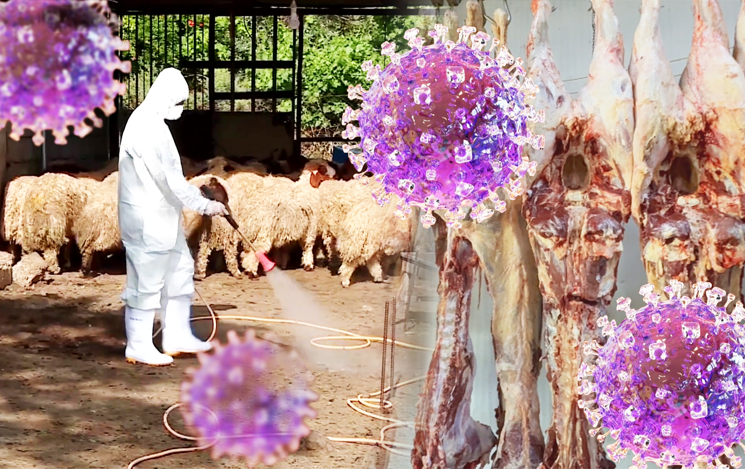 بۆچی ساڵانە لەگەڵ جەژنی قورباندا تای خوێنبەربوونیش بڵاو دەبێتەوە؟