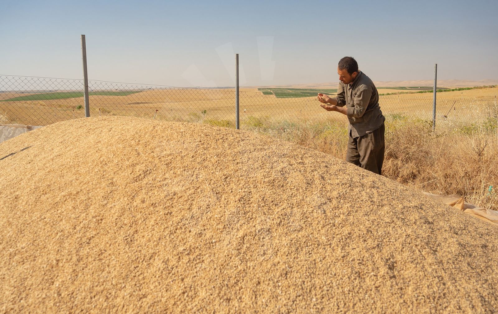 کوردستان11-06-2026کاتی کردنەوەی سایلۆکانی وەرگرتنی گەنم لە هەرێمی کوردستان راگەیێندرا
