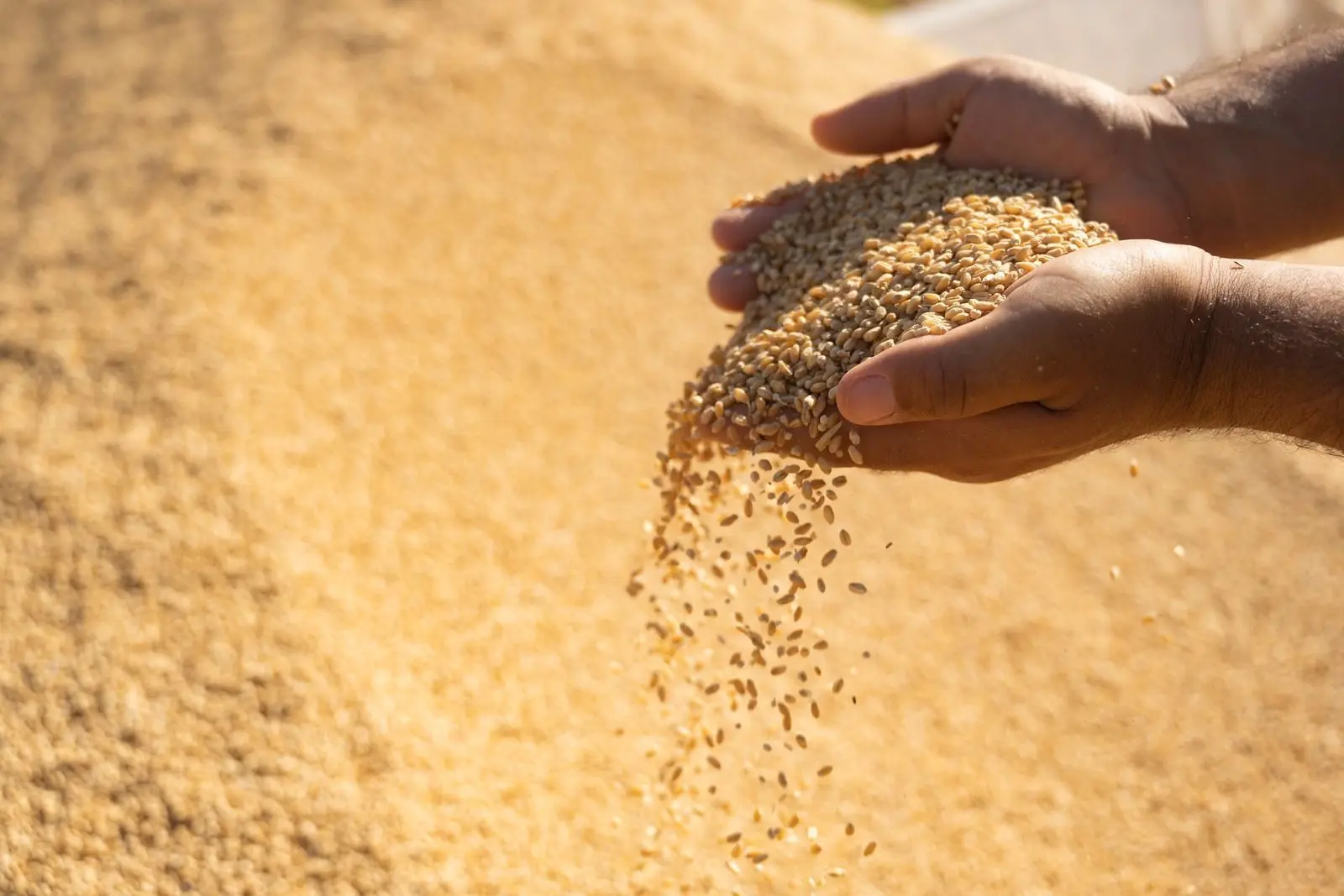 Iraq approves $267M in pending farmer payments, $45M for Kurdistan