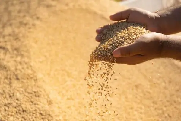 وەزارەتی بازرگانی: سەرەتای هەفتەی داهاتوو بڕێکی دیکە لە پارەی گەنمی جووتیاران دابەش دەکرێ