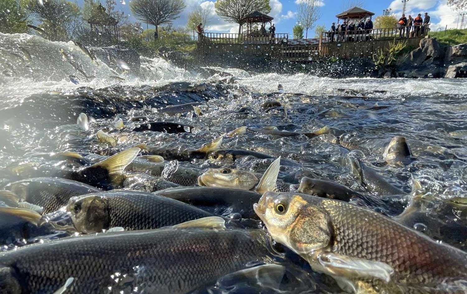 Van’s endemic mullet fish draws scientific interest
